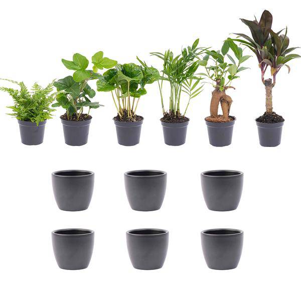 Mini Pflanzen Set 6 - Inklusive 6x Topf Boule Anthrazit - Oasis of Life