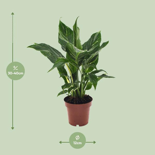 Einblatt - Spathiphyllum Diamant - Zimmerpflanze - Ø12cm - ↕40cm