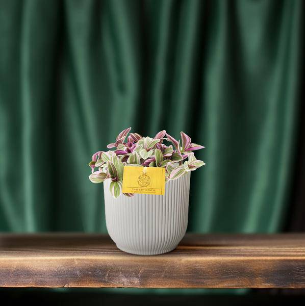 Tradescantia Sweetness – Dreimasterblume – Zimmerpflanze – Ø10,5cm – Höhe ca. 10cm – Kompakte, pflegeleichte Blattschmuckpflanze – Für Fensterbank & Büro 