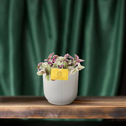 Tradescantia Sweetness – Dreimasterblume – Zimmerpflanze – Ø10,5cm – Höhe ca. 10cm – Kompakte, pflegeleichte Blattschmuckpflanze – Für Fensterbank & Büro 