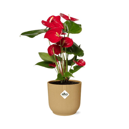 Flamingoblume - Anthurium Rot - 12cm Zimmerpflanze + Topf Vibes Fold 14cm Gelb