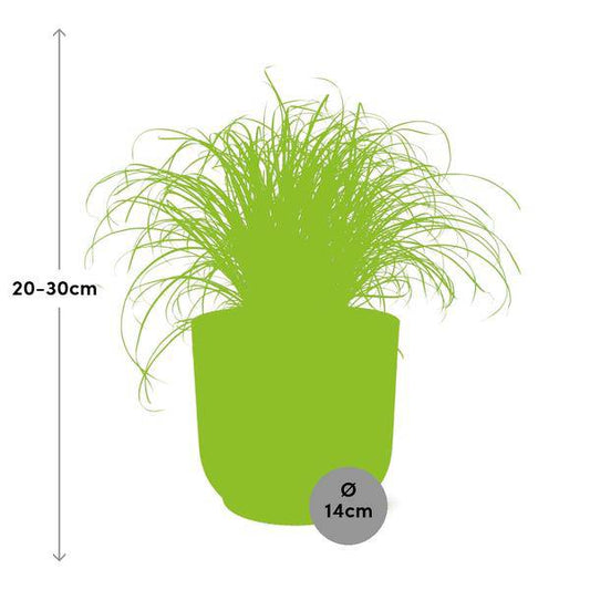 Wechselblättriges Zyperngras - Cyperus Alternifolius Zumula - Zimmerpflanze + Topf Vibes Falten 14cm Gelb 
