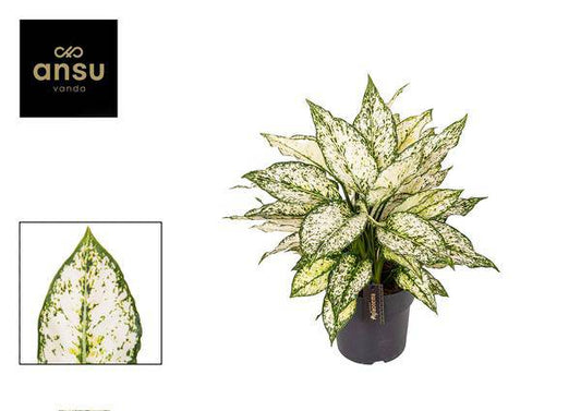 Aglaonema Weiße Kiwi - Ø19cm - ↕40cm - Oasis of Life