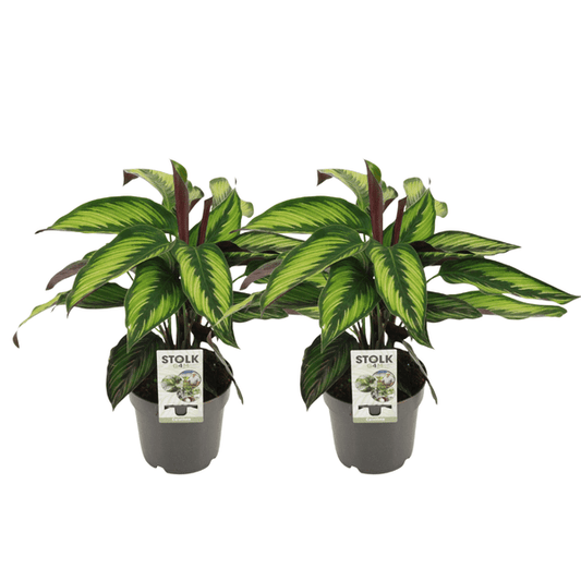 Calathea Majestica Princeps Korbmarante – 2 Zimmerpflanzen Ø14cm – Tropische Zimmerpflanze ca. 45cm hoch – Pflegeleicht & luftbefeuchtend 