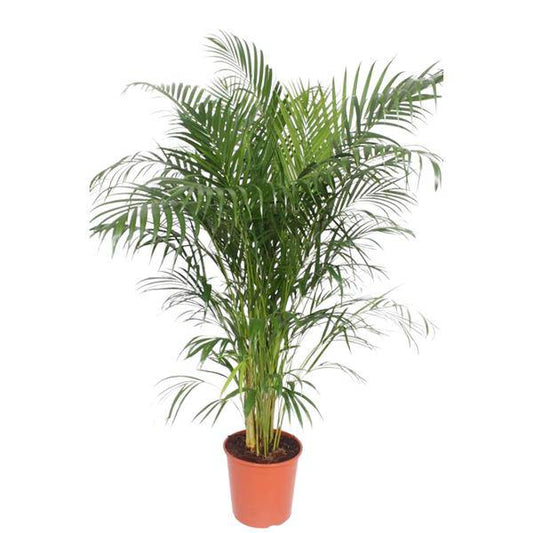 Goldfruchtpalme Dypsis Lutescens – Areca-Palme – 150cm hoch – Ø30cm – Tropische Zimmerpflanze mit federartigen Blättern – Pflegeleicht & dekorativ – Für Wohnzimmer, Büro & Innenräume 