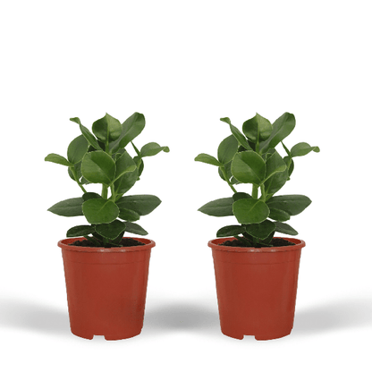 Signaturbaum - Clusia Princess - Zimmerpflanze - Ø12cm - ↕15cm - 2 Stück