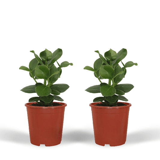 Signaturbaum - Clusia Princess - Zimmerpflanze - Ø12cm - ↕15cm - 2 Stück 