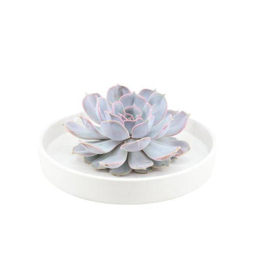 Sukkulente - Echeveria Lilacina in Schale 'Weiß' - Zimmerpflanze - Ø20cm - ↕5cm 