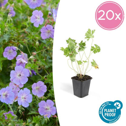 Storchschnabel Geranium Rozanne – Bodendecker & langlebige Blüherin – Ø9cm – ↕10-25cm – 20 Pflanzen – robust & pflegeleicht