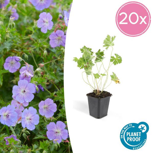 Storchschnabel Geranium Rozanne – Bodendecker & langlebige Blüherin – Ø9cm – ↕10-25cm – 20 Pflanzen – robust & pflegeleicht