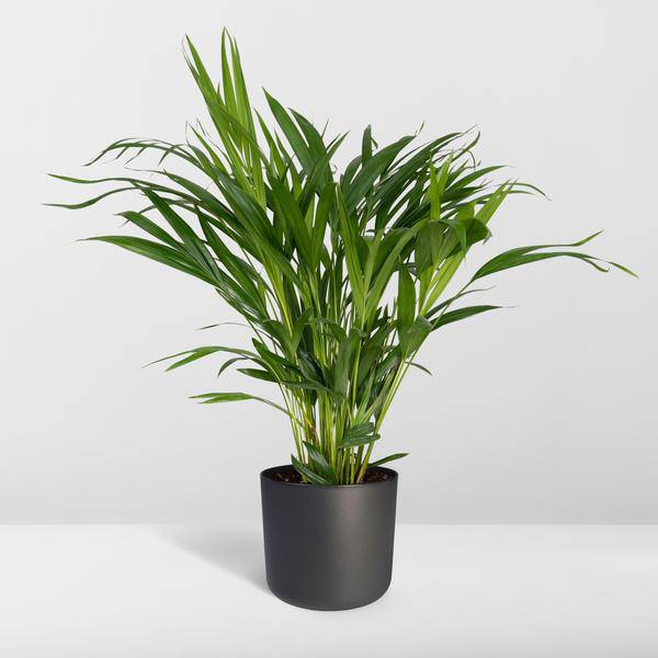 Dypsis Lutescens - Areca - Ø17cm - ↕60cm - Oasis of Life