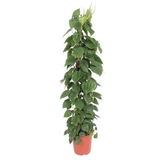 Herzblatt Philodendron Scandens – Zimmerpflanze – 150cm – Ø27cm – Tropische Kletterpflanze mit herzförmigen Blättern – Luftreinigende Rankpflanze für Wohnzimmer, Büro & Indoor-Deko 