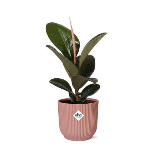 Gummibaum - Ficus Elastica 'Robusta' - Zimmerpflanze + Topf Vibes Fold 14cm Rosa