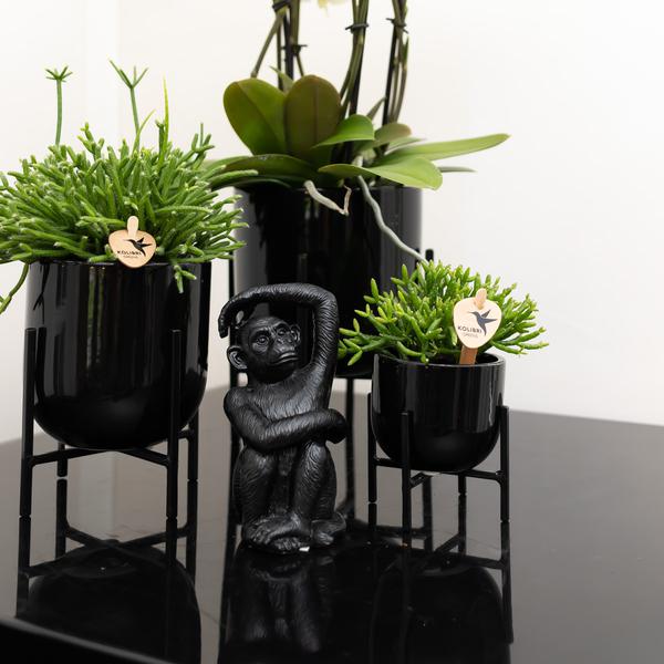 Ornament - Deko-Skulptur Sitzender Affe - Schwarz - Oasis of Life