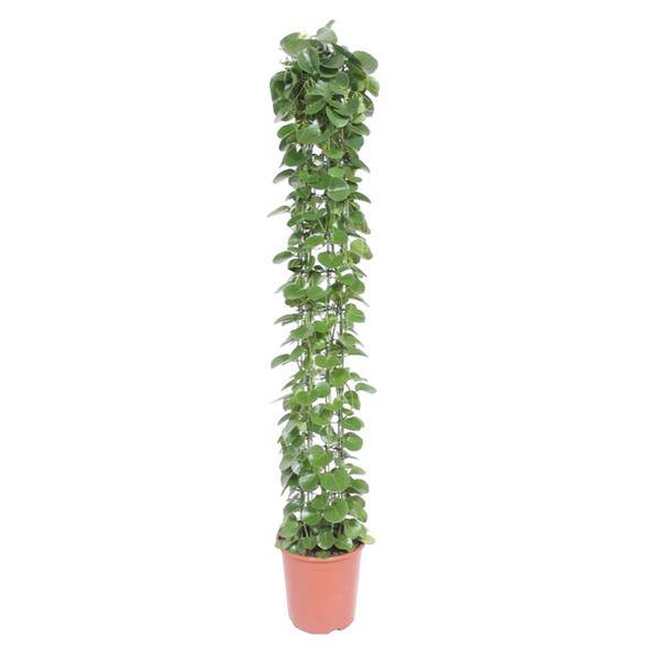 Arabischer Efeu - Cissus rotundifolia - Gitterrost - Zimmerpflanze - 160cm - ø27cm