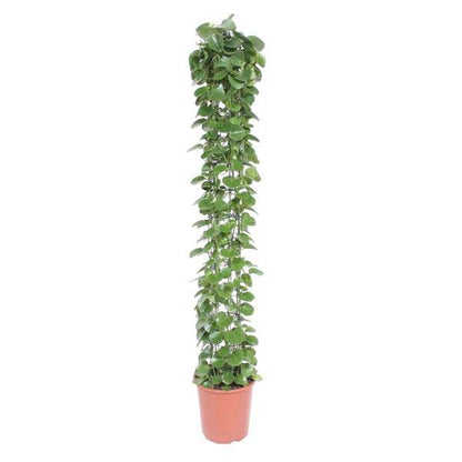 Arabischer Efeu - Cissus rotundifolia - Gitterrost - Zimmerpflanze - 160cm - ø27cm