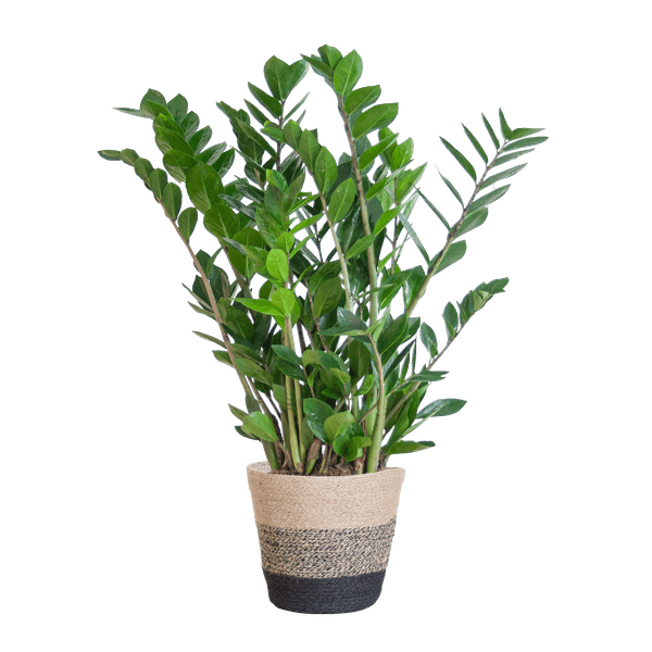 Zamioculcas Zamiifolia Glücksfeder – robuste Zimmerpflanze ↕80cm Ø21cm – pflegeleichte Smaragdpalme im nachhaltigen Viber Topf Schwarz 