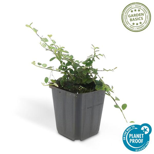Teppichmispel Cotoneaster prostratus 'Königin der Teppiche' – ↕10-25cm – Ø9cm – 6 Pflanzen – Robuster Bodendecker – Weiße Blüten & rote Beeren – Sonne & Schatten – Pflegeleicht 