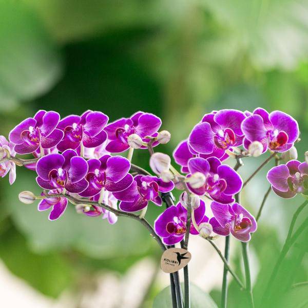 Kolibri Orchids | Lilac Phalaenopsis Orchid - Morelia - Topfgröße Ø9cm | blühende Zimmerpflanze - frisch vom Züchter - Oasis of Life