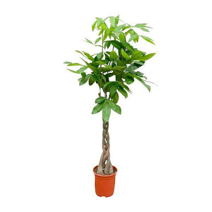 Glückskastanie - Pachira Aquatica - Zimmerpflanze - 150cm - ø27cm