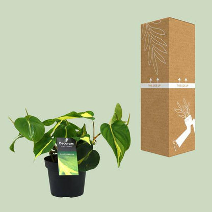 Baumfreund - Philondendron Brasil Scandens - Zimmerpflanze - Ø12cm - ↕20cm