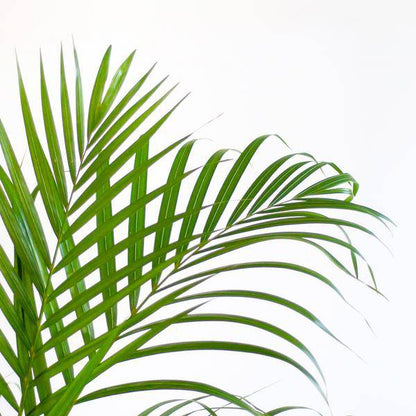 Areca-Palme Dypsis - Goldfruchtpalme - ↕100cm - Ø21cm + Korb Lissabon Weiß