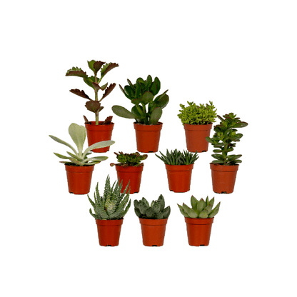 Sukkulenten Mix - 10 Stück - Ø5,5cm - ↕7cm