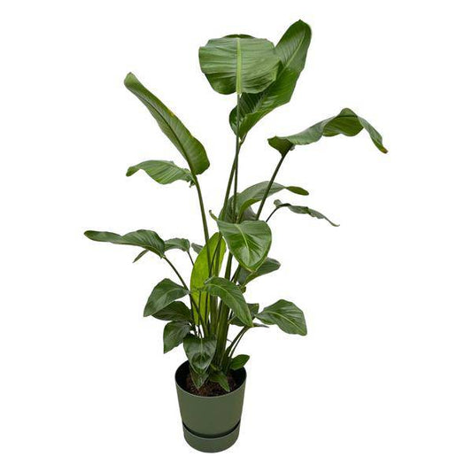 Strelitzia Nicolai – Baum-Strelitzie – Zimmerpflanze ca. 160cm – ø30cm – inkl. Pflanzgefäß Greenville Grün – Weißer Paradiesvogel – Tropische XL-Pflanze für Wohnzimmer, Büro & Wintergarten 