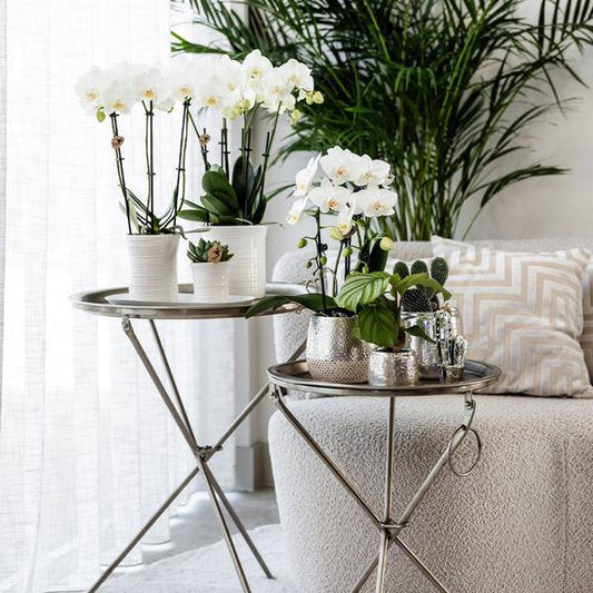 Elite Topf Silber - Ø12cm 