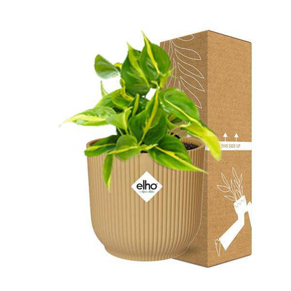 Baumfreund - Philodendron Scandens 'Brasil' - Zimmerpflanze - Topf Vibes Falten 14cm Gelb
