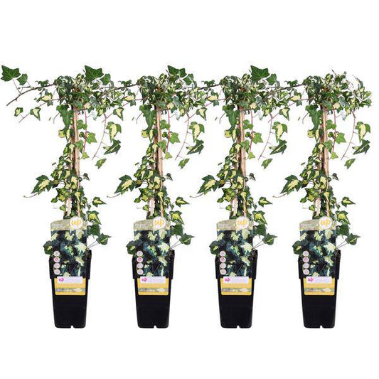 Hedera colchica Dentata Variegata – Efeu – 2 Pflanzen – Immergrüne Kletterpflanze – Ø15cm – Höhe ca. 65cm