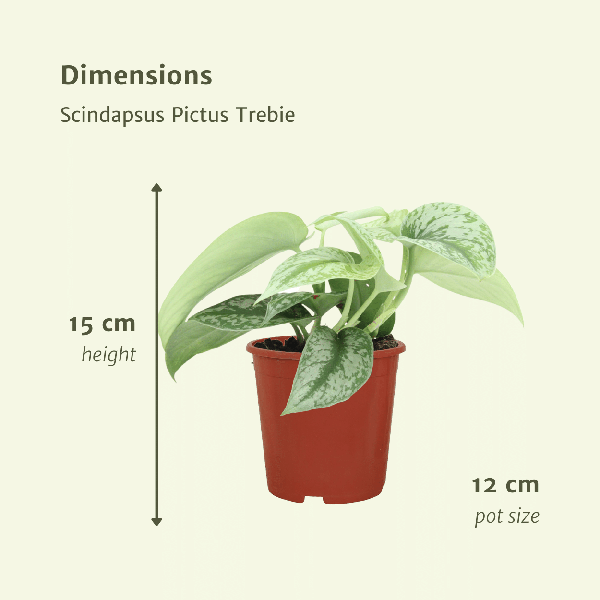 Efeutute - Scindapsus Pictus Trebie Epipremnum - Zimmerpflanze - Ø12cm - ↕15cm - 2 Stück