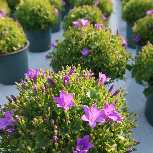 Glockenblume - Campanula Addenda Ambella Intense Purple in Granada-Dekotöpfen - Topfgröße 12 cm - Staude - Winterhart - 2 Stück