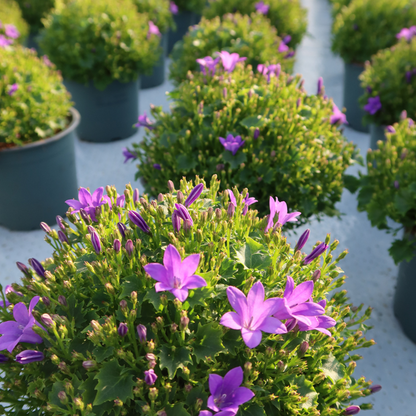 Glockenblume - Campanula Addenda Ambella Intense Purple in Granada-Dekotöpfen - Topfgröße 12 cm - Staude - Winterhart - 2 Stück