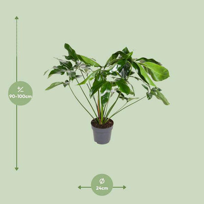 Baumfreund - Philodendron Green  Wonder - Zimmerpflanze - Ø24cm - ↕100cm