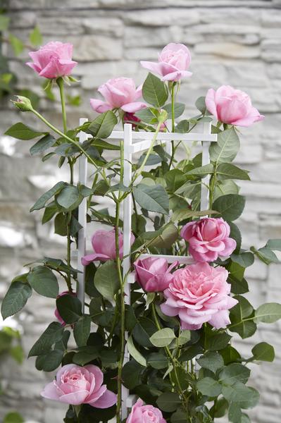 Kletterose - Rose Verrückt nach Liebe 'Pink' - ↨65cm - Ø15cm - 3 Stück 
