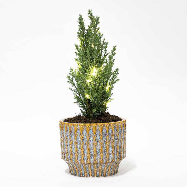 Weihnachtsbaum 'Ellwoodii' + Topf Echo + 20 Weihnachtslichter - 25 - 30 cm hoch 