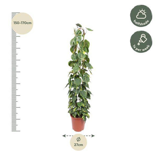 Baumfreund - Philodendron Scandens Brasil - Zimmerpflanze - 160cm - ø27cm 