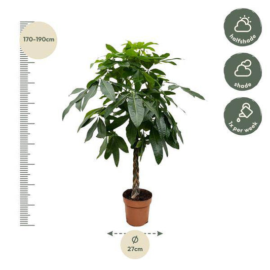 Glückskastanie – Pachira Aquatica – 180 cm hoch – Ø27 cm Topf – Geldbaum als Zimmerpflanze – Luftreinigend & pflegeleicht – Ideal für Wohnzimmer, Büro & Innenräume 