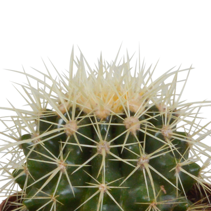 Kaktus - Bolcactus - Mix - 8,5 cm - Zimmerpflanze - im Mexicaanse-Topf