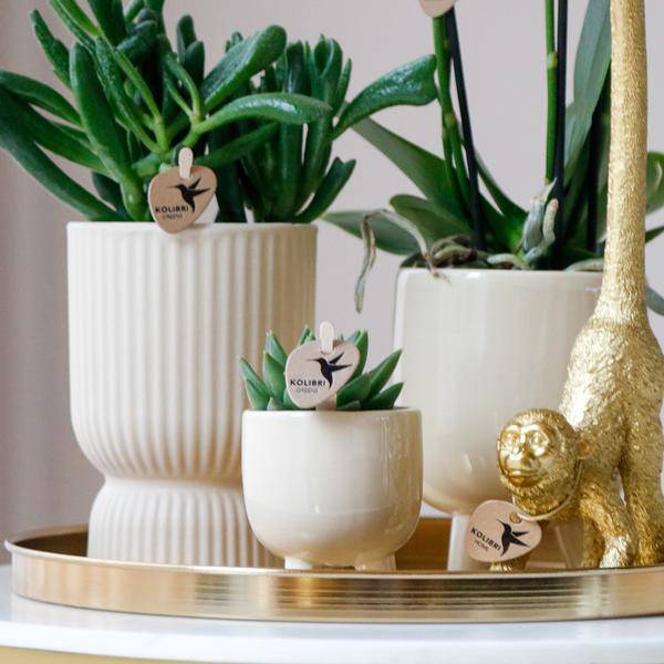Komplettes Pflanzenset Luxury Living | Grünpflanzen mit weißer Phalaenopsis-Orchidee inkl. Keramik-Ziertöpfe und Zubehör - Oasis of Life