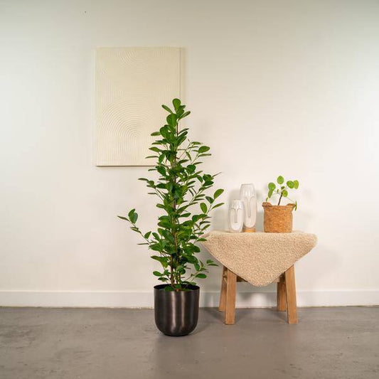 Chinesische Feige - Ficus microcarpa Moclame - Zimmerpflanze - Ø21cm - ↕95cm + Topf Mayk Blei 
