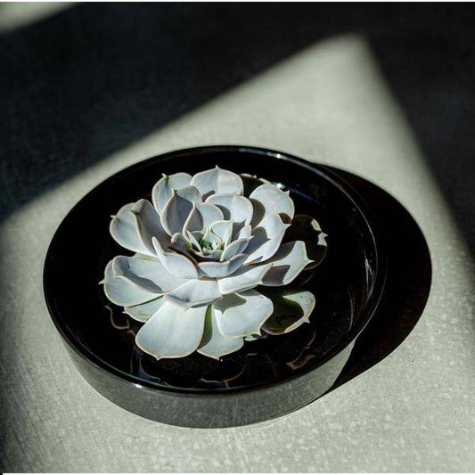 Sukkulente - Echeveria Pulidonis in Schale 'Schwarz' - Zimmerpflanze - Ø20cm - ↕5cm 