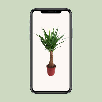 Palmlilie - Yucca - Maya-Baum - mehrstielig - Zimmerpflanze - Ø21cm - ↕100cm