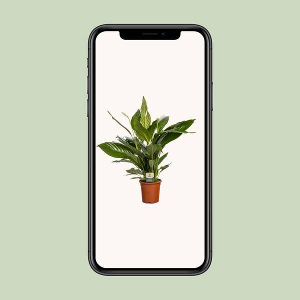 Einblatt - Spathiphyllum Bingo Cupido - Zimmerpflanze - Ø19cm - ↕80cm
