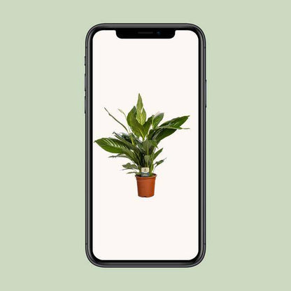 Einblatt - Spathiphyllum Bingo Cupido - Zimmerpflanze - Ø19cm - ↕80cm