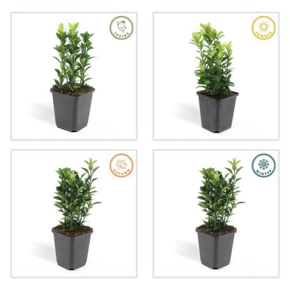 Euonymus japonicus 'Green Spire' – Japanischer Spindelstrauch – Ø9cm – ↕10-25cm – 20 Pflanzen – Immergrüner Strauch für Hecken & Beete