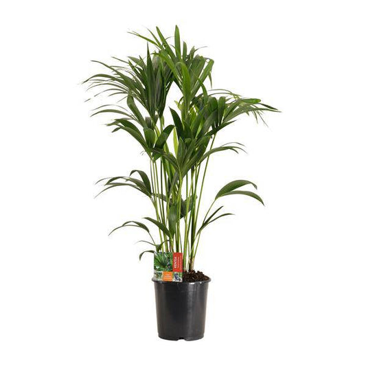Kentiapalme - Howea Forsteriana - Zimmerpflanze - Ø24cm - ↕120cm