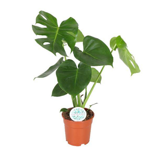 Monstera Deliciosa - Ø17cm - ↕55cm - Oasis of Life