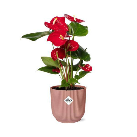 Flamingoblume - Anthurium Rot - 12cm Zimmerpflanze + Topf Vibes Fold 14cm Rosa